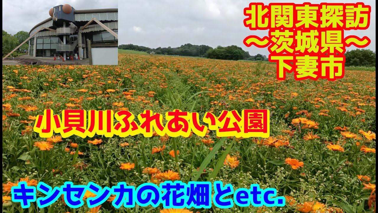 北関東探訪　キンセンカの花畑 小貝川ふれあい公園～茨城県下妻市を行く～