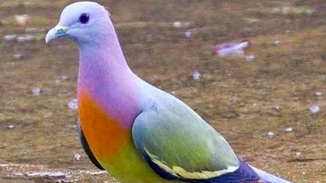 7 Razas De Palomas Más Increíbles Del Mundo