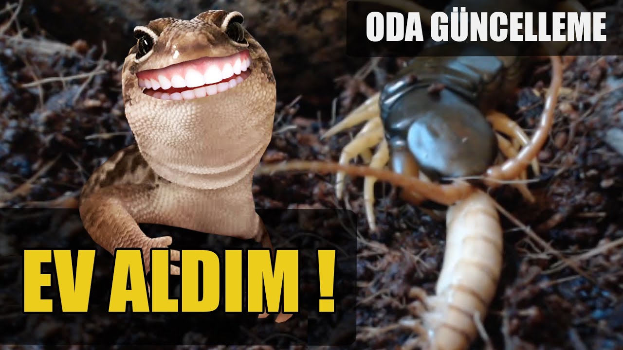 #KÇ5 KELEPİR GECKO TERARYUMU - KARGO AÇILIM VE KARINCALAR