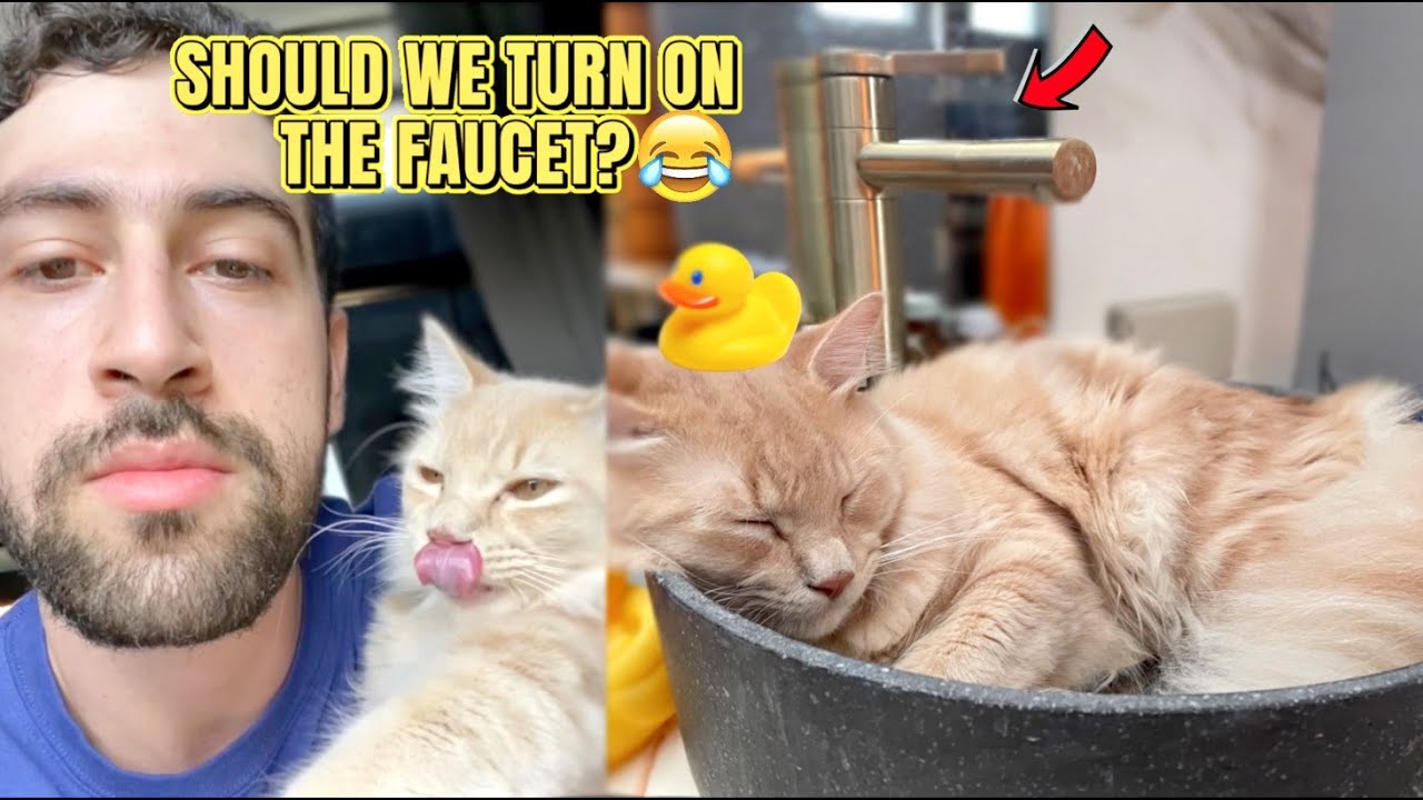 My Boy Likes to SLEEP in the SINK! 😻😂