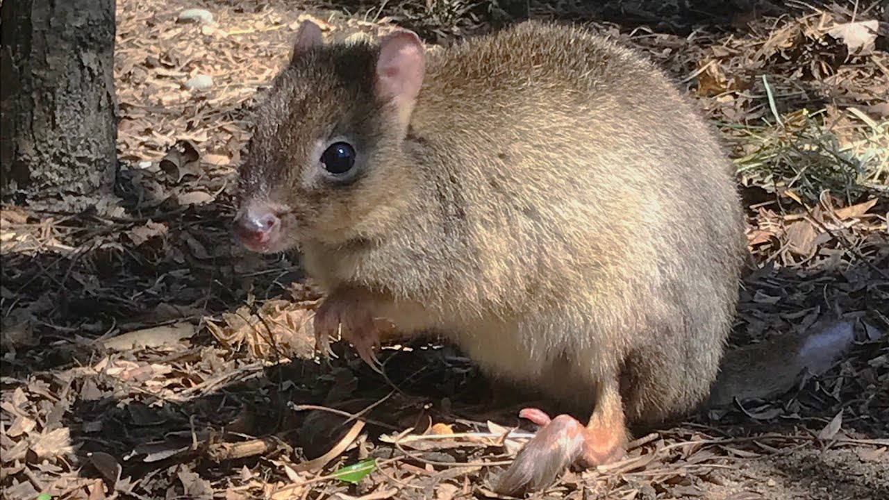 Zoo To You Episode 14: Brush-Tailed Bettong