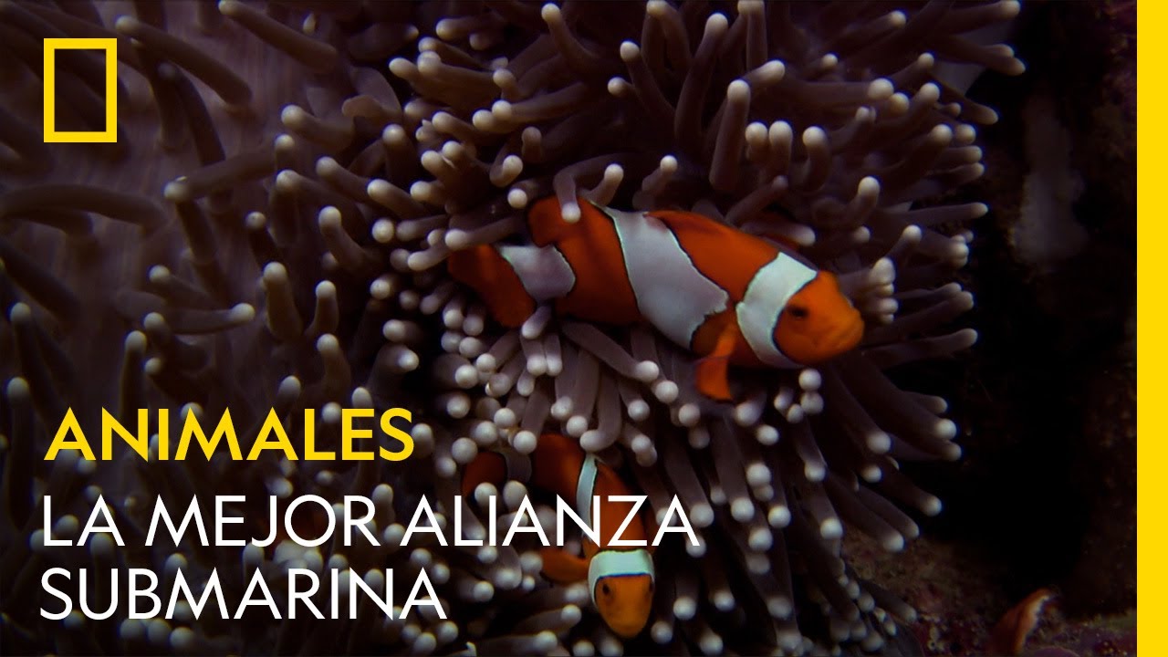 No hay mejor alianza submarina que esta | NATIONAL GEOGRAPHIC ESPA&Ntilde;A