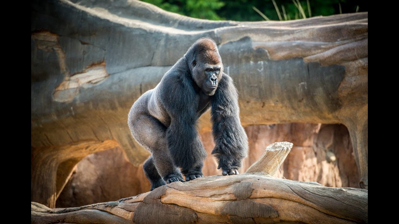 Rotterdam Zoo Blijdorp - Netherlands