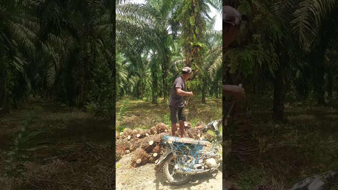 Panen sawit di daerah transmigrasi sulawesi tengah