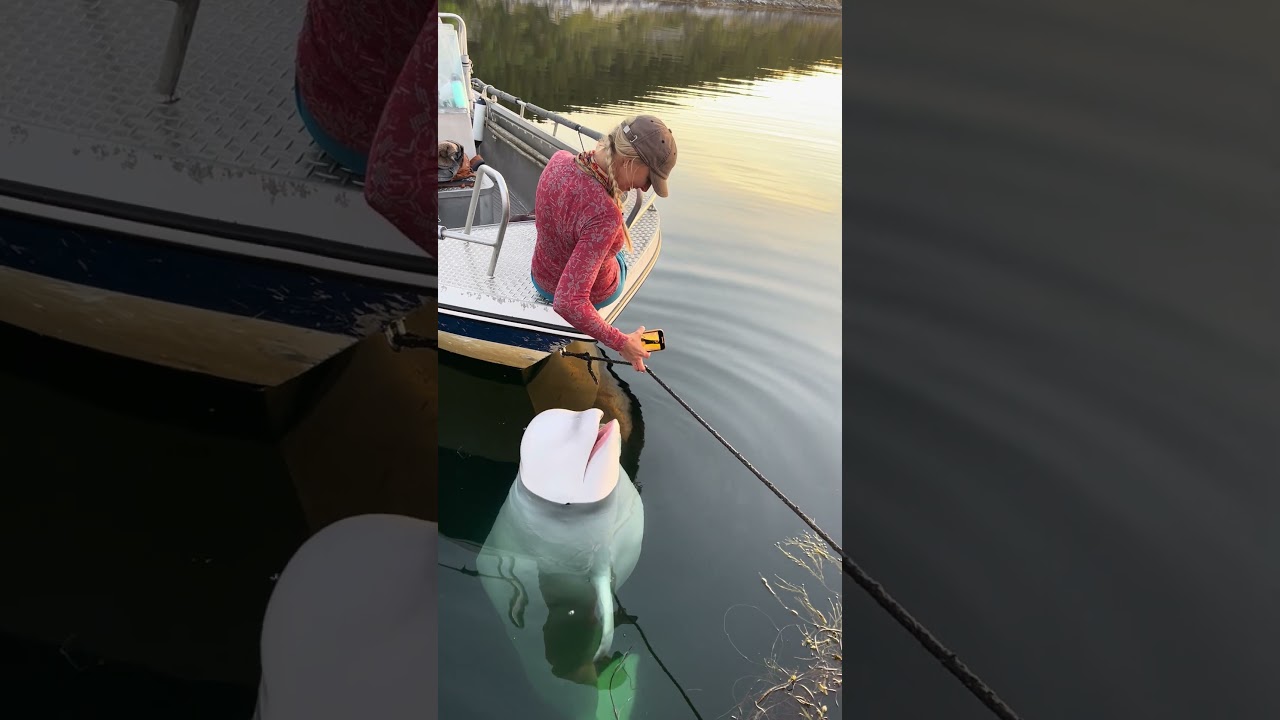 Hvaldimir being friendly with a visitor, filmed by a OneWhale. September 2022. | OneWhale.org