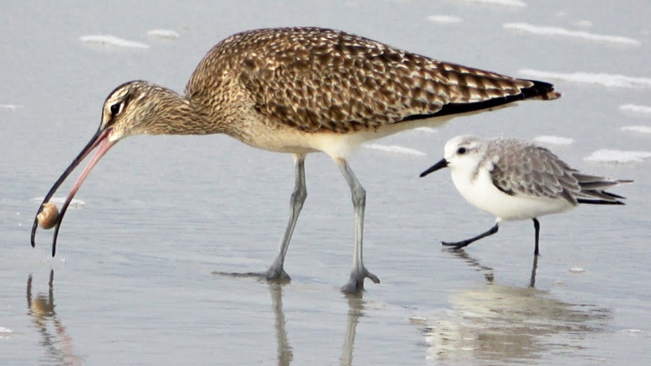 Whimbrels, Sanderlings & Sand Crabs