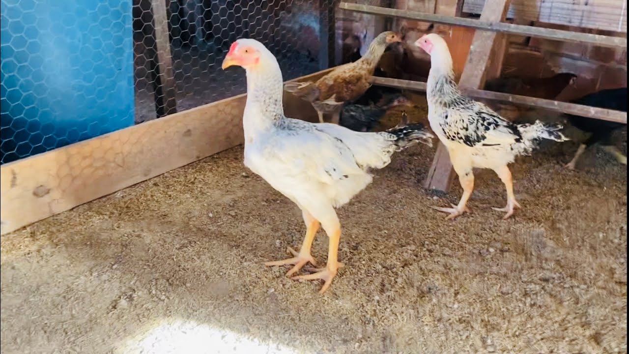 🐓COMO ESTÃO OS FRANGOS CHARRUA 3 MESES.🐓 CHÁCARA 2025