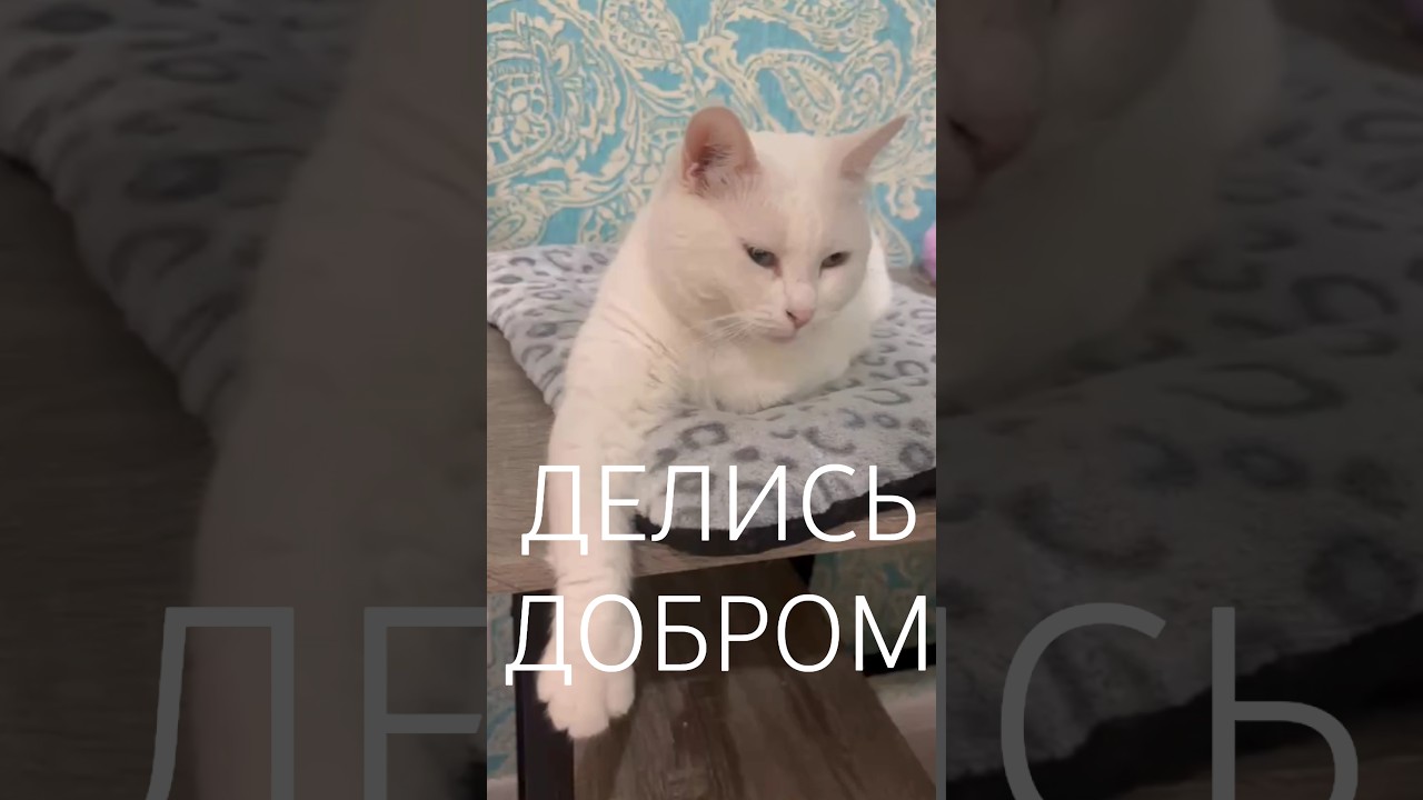 Маиза ждёт👍 #shortsfeed #cat #catvideos #моякошка #catlife #catshorts #shorts