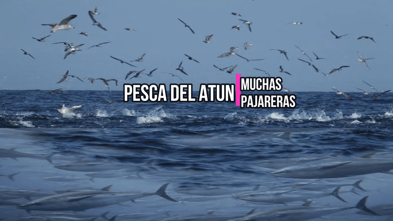 Pesca del ATUN🎣Muchas pajareras!!!😮 Comiendo Banco de sardina!!!🐟embarcacion Altamira fishing!! 🙂