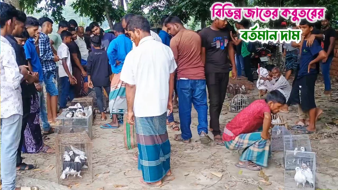 গ্রামের হাটে বিভিন্ন জাতের কবুতরের বর্তমান দাম | লাউহাটি হাট | দেলদুয়ার, টাঙ্গাইল।
