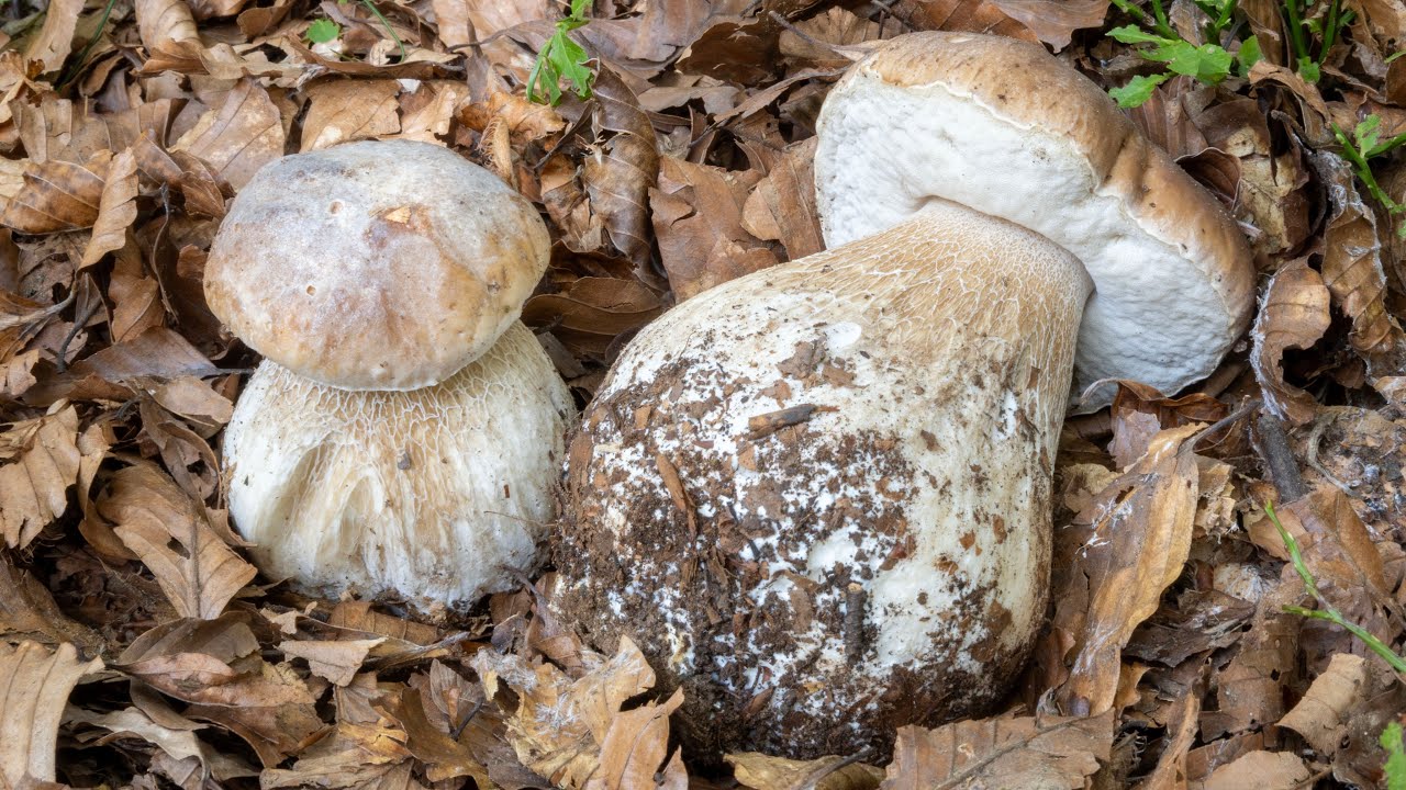 Come capire quando nascono i porcini: i segnali del bosco