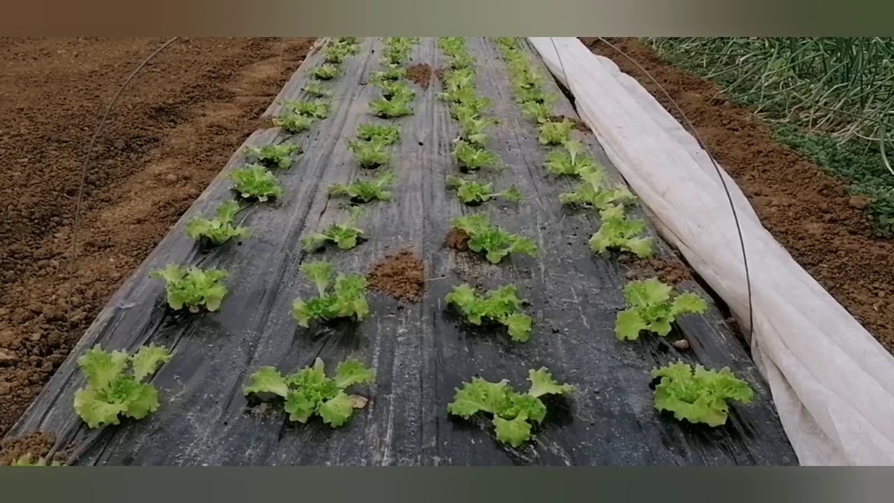 Sadnja Zelene Salate u Plastenik