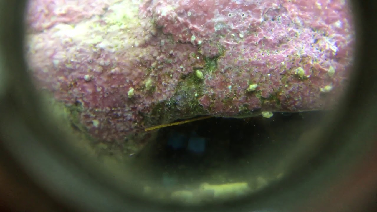 UPDATE: What Natural Sea Water Did to My Reef Aquarium - Ostracods