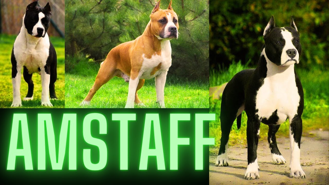 American Staffordshire Terrier Vídeo Características-Inteligente, fuerte y amigable