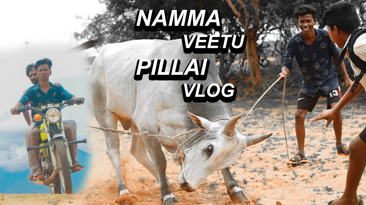 Namma veetu pillai vlog #MrThenikkal #MrThenikkalVlogs #jallikattu #rx100