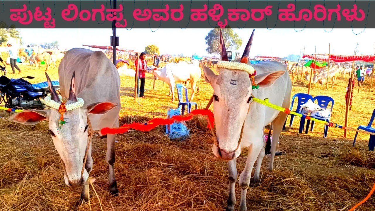 ಪುಟ್ಟ ಲಿಂಗಪ್ಪ ಅವರ ಹಳ್ಳಿಕಾರ್ ಹೊರಿಗಳು | ಕ್ಯಾಮೆನನಳ್ಳಿ ಧನಗಳ ಜಾತ್ರೆ | Hallikar Bulls