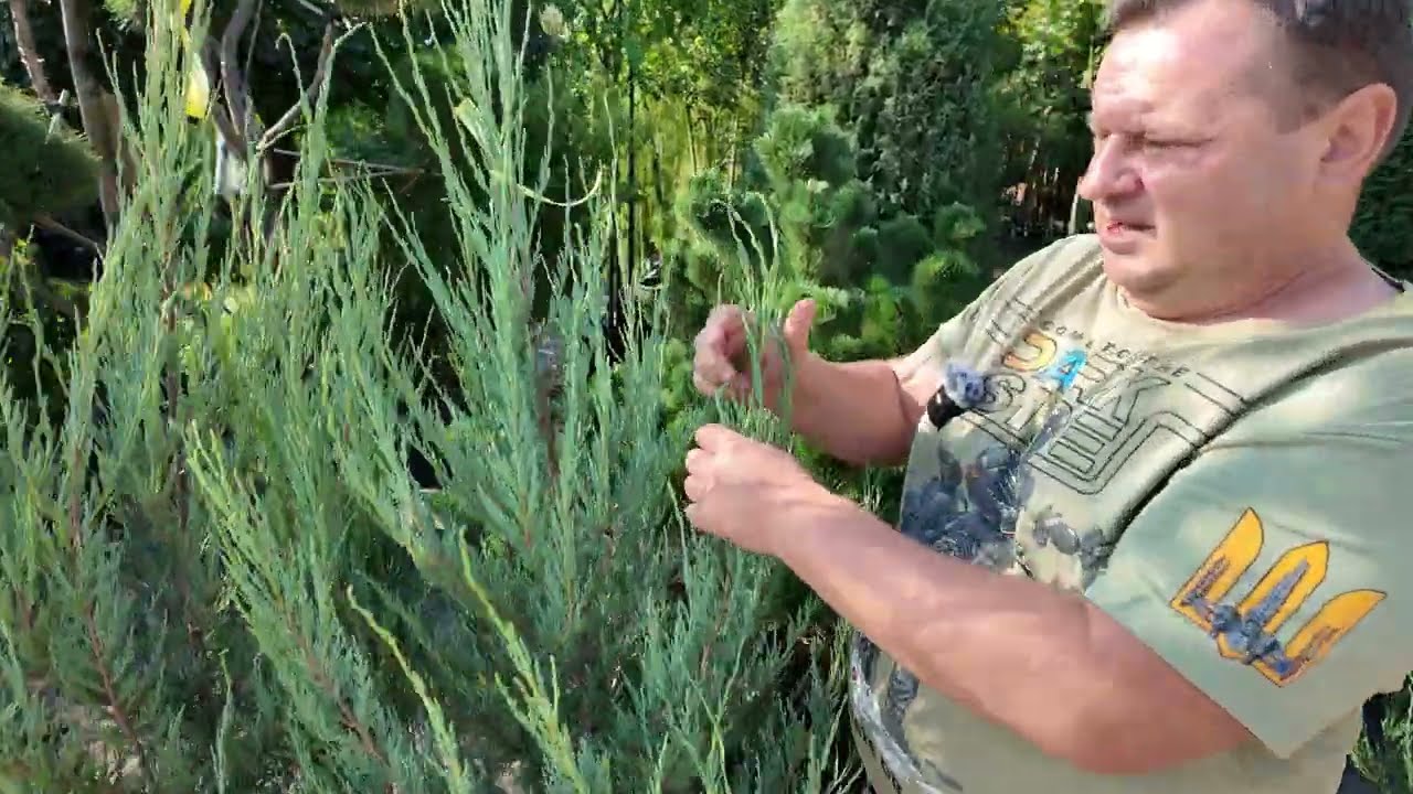 Найпопулярніші в Україні сорти ялівця скельного Блю Ерроу/Блю Арроу Скайрокет, Мунглоу, Блю Хевен