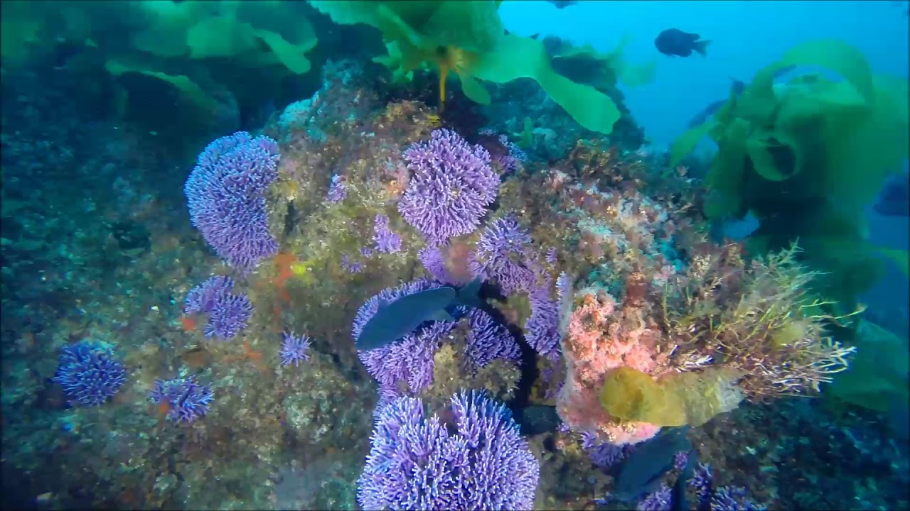 Farnsworth Bank Catalina Island