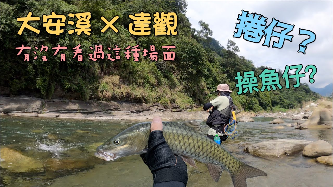 大安溪X達觀｜山溪奇景！！有沒有看過捲仔操魚？畫質有損小心使用