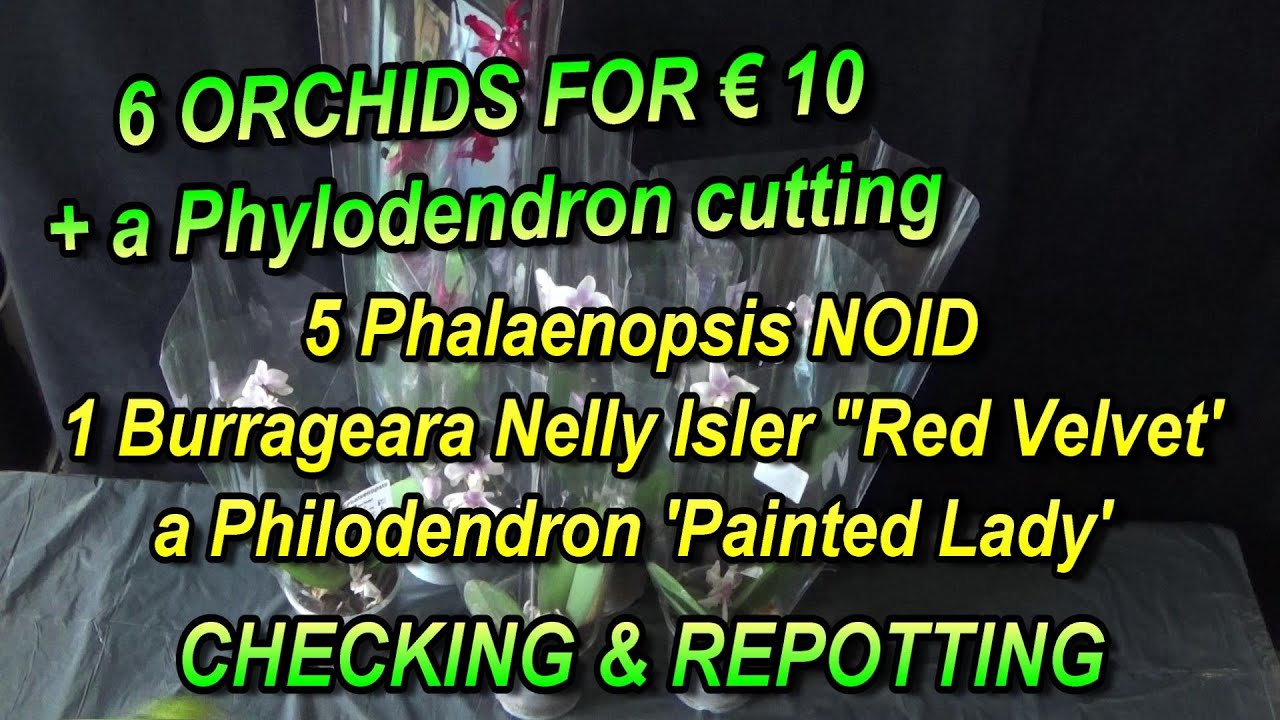🌸 6 ORCHIDS FOR € 10 🌺 + a Philodendron cutting 🌿 - CHECKING & REPOTTING (Sept. 22, 2024)