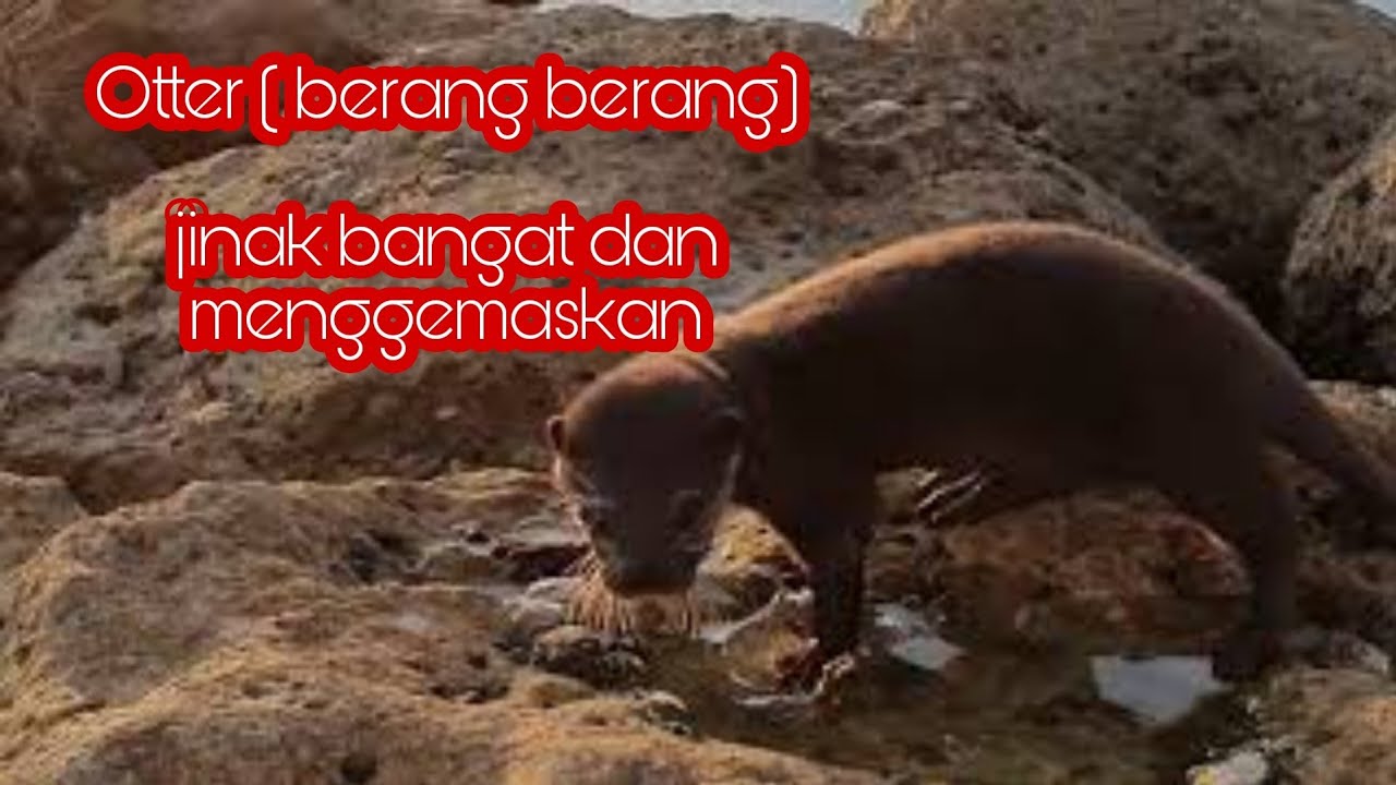 otter ( berang-berang) || jinak bangat dan menggemaskan