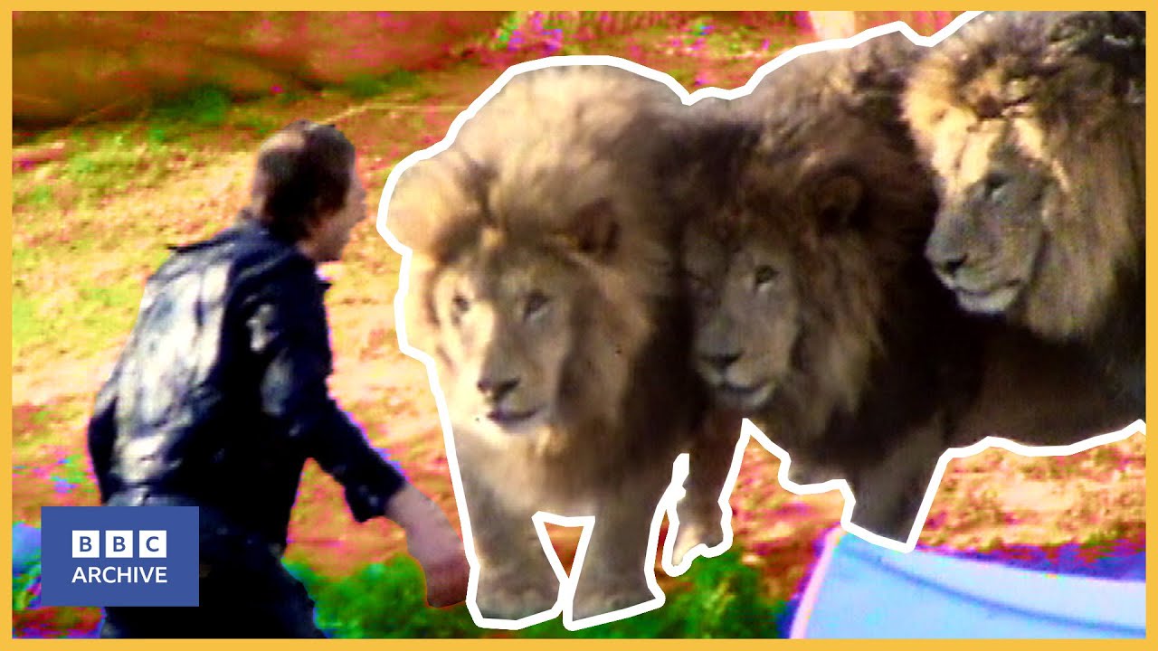 1982: BLUE PETER Goes ROAR | Blue Peter | Science and Nature | BBC Archive