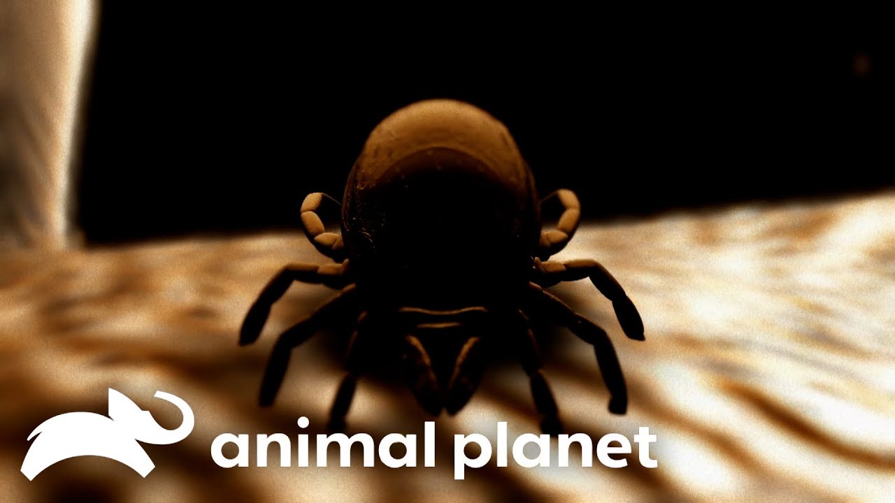The Teens Terrifying Fight With A Tick! | Monsters Inside Me | Animal Planet