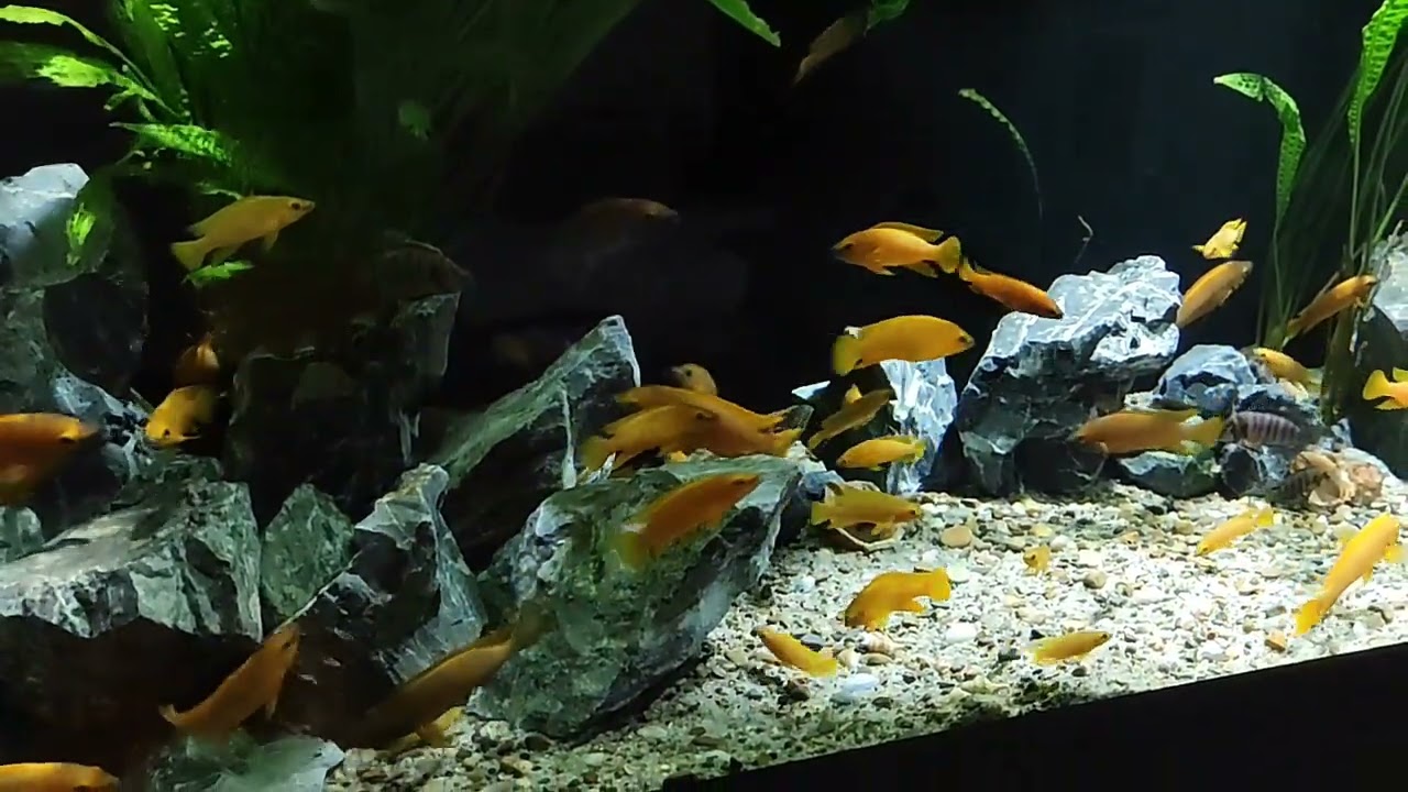 African cichlids(Tanganyika)🐟🐟🐟