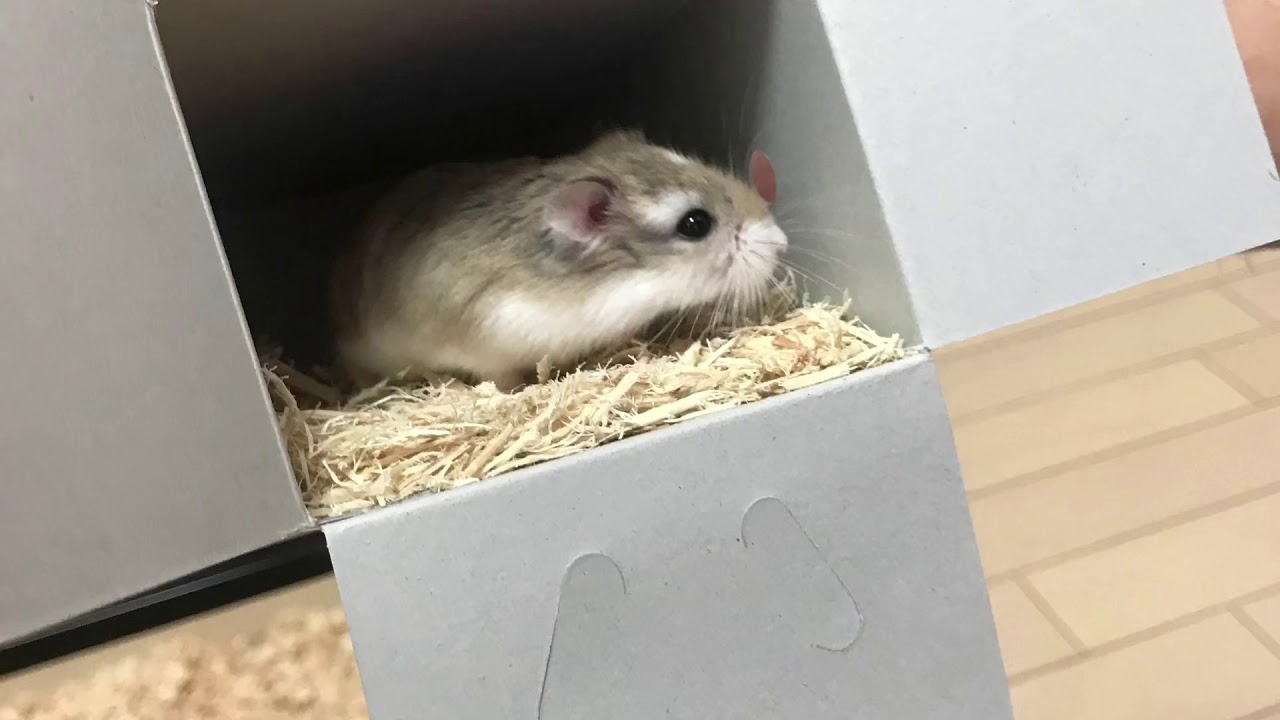 初飼い！女の子のハムスターロボロフスキーお迎えしました。