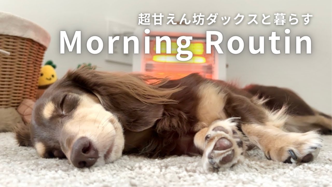 毎朝飼い主を起こすことから始まるダックスのモーニングルーティン