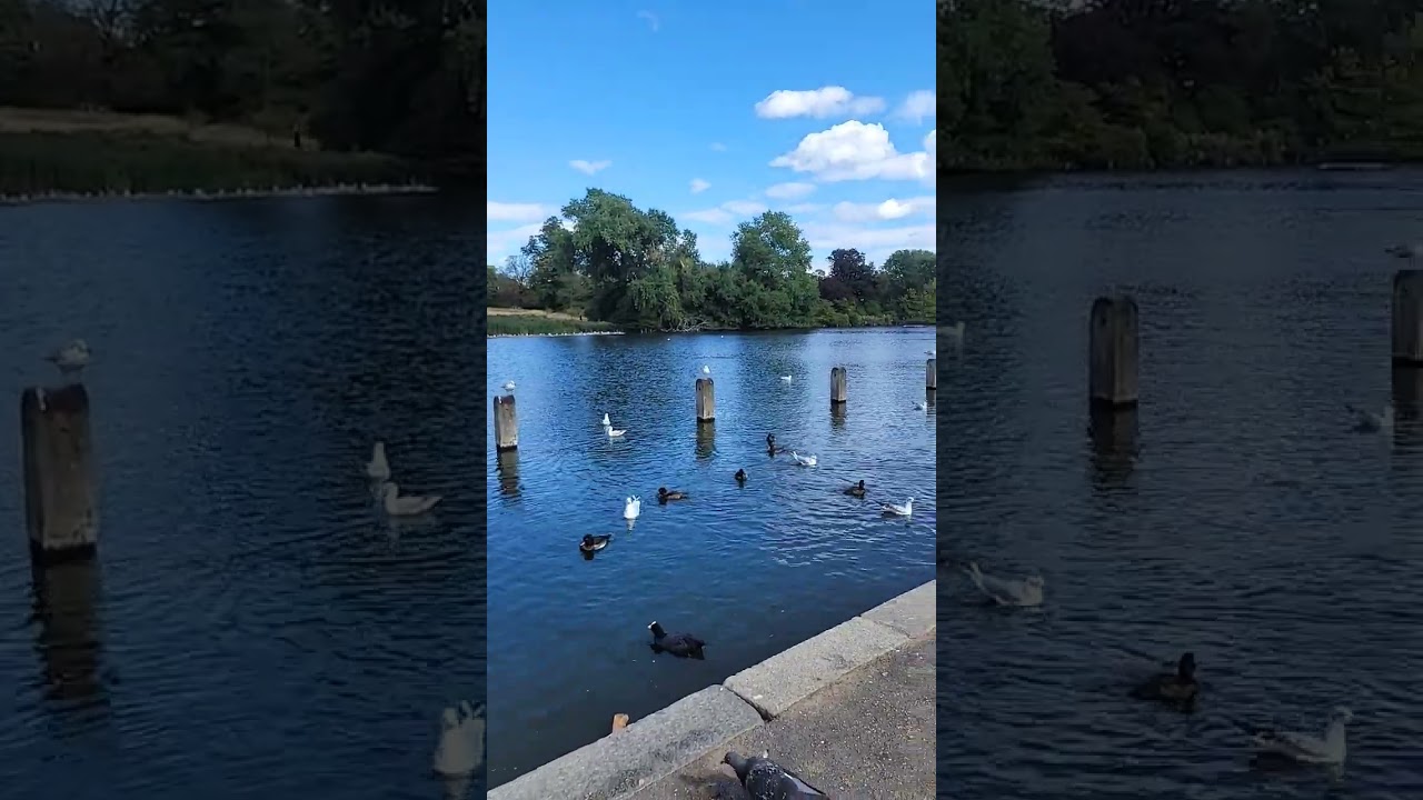 Ducks, swans, gulls At Hyde Park London #rare #trending #london #hydepark #trendingvideo