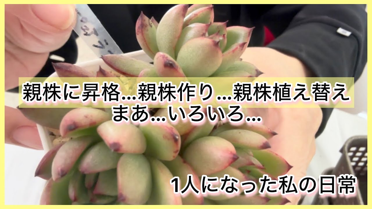 [多肉植物]親株に昇格…親株作り…親株植え替え作業〜まあ…いろいろ^_^1人になった私の戯言