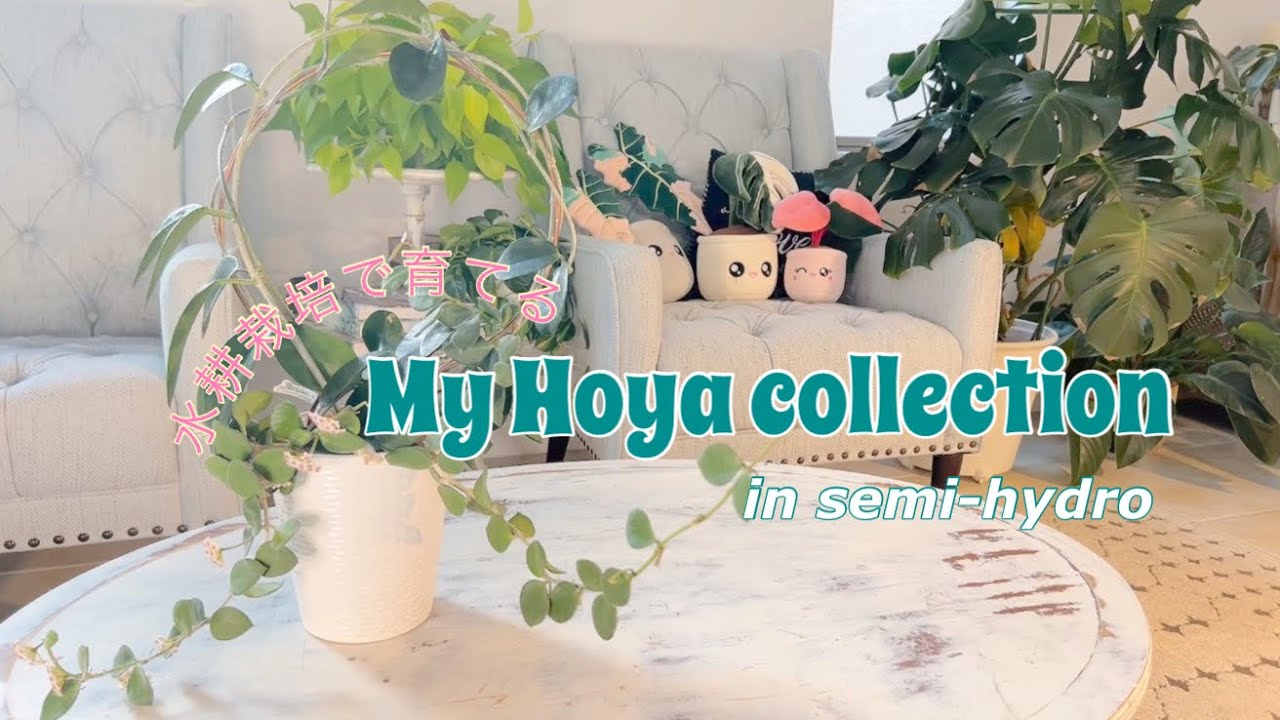 My Hoya collection ～水耕栽培でホヤを育てる～