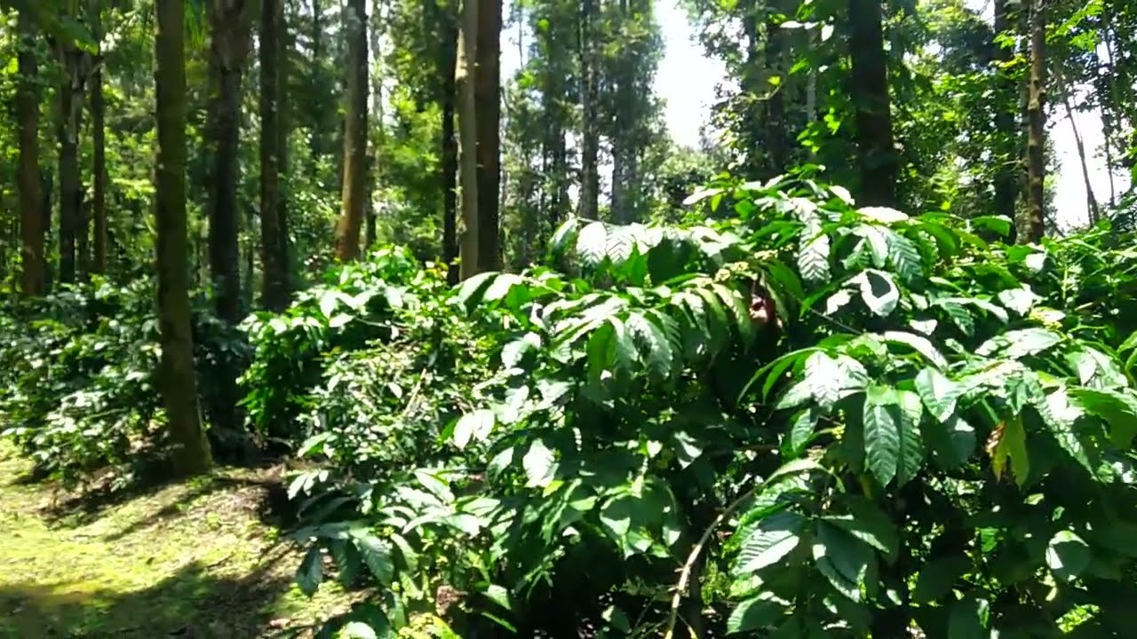 34 Acres of well maintained coffee estate for sale in sakleshpur