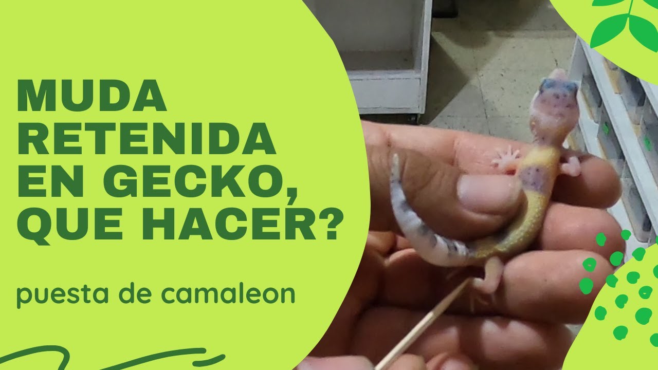 Muda retenida en gecko, que hacer?? - Algunos nacimientos y puestas