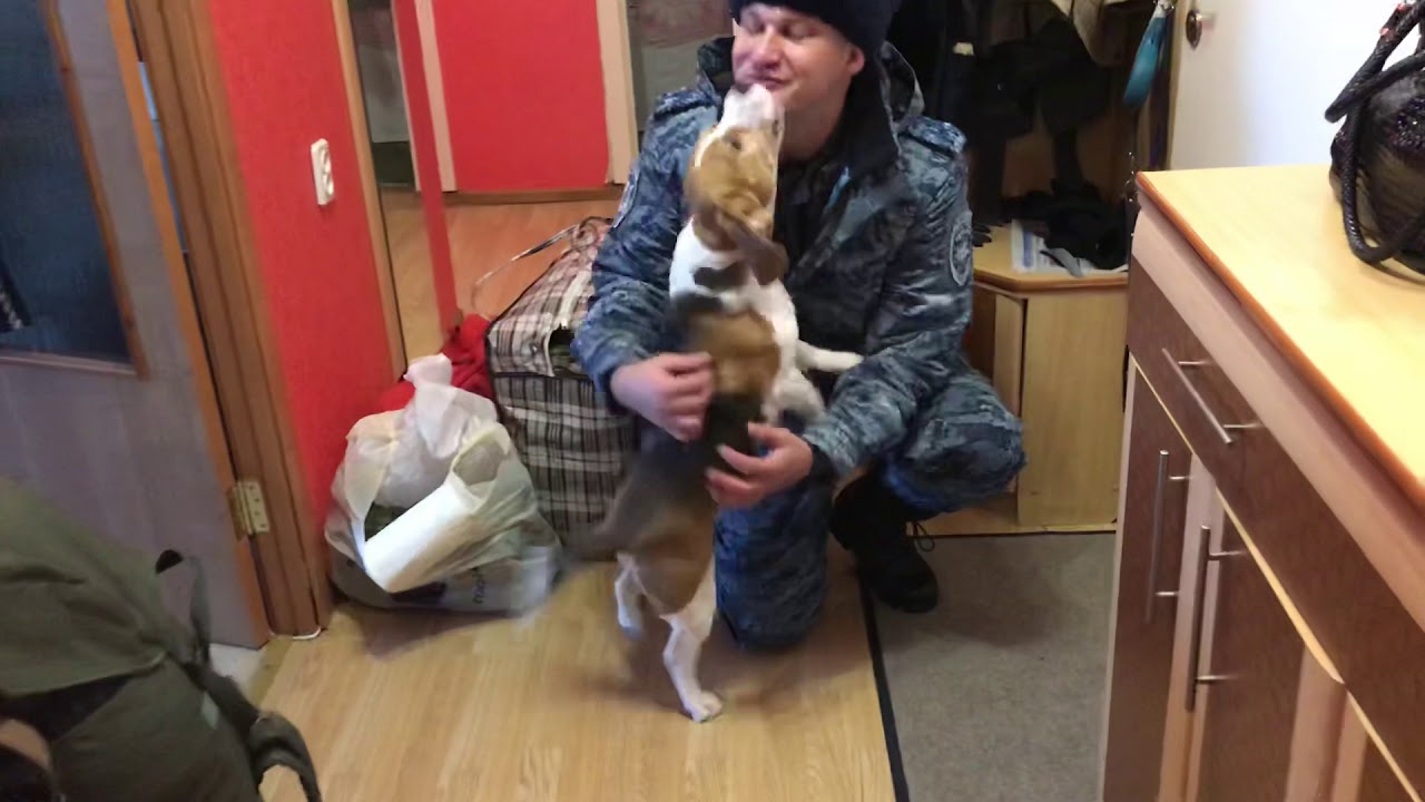 Встреча хозяина из долгой командировки.