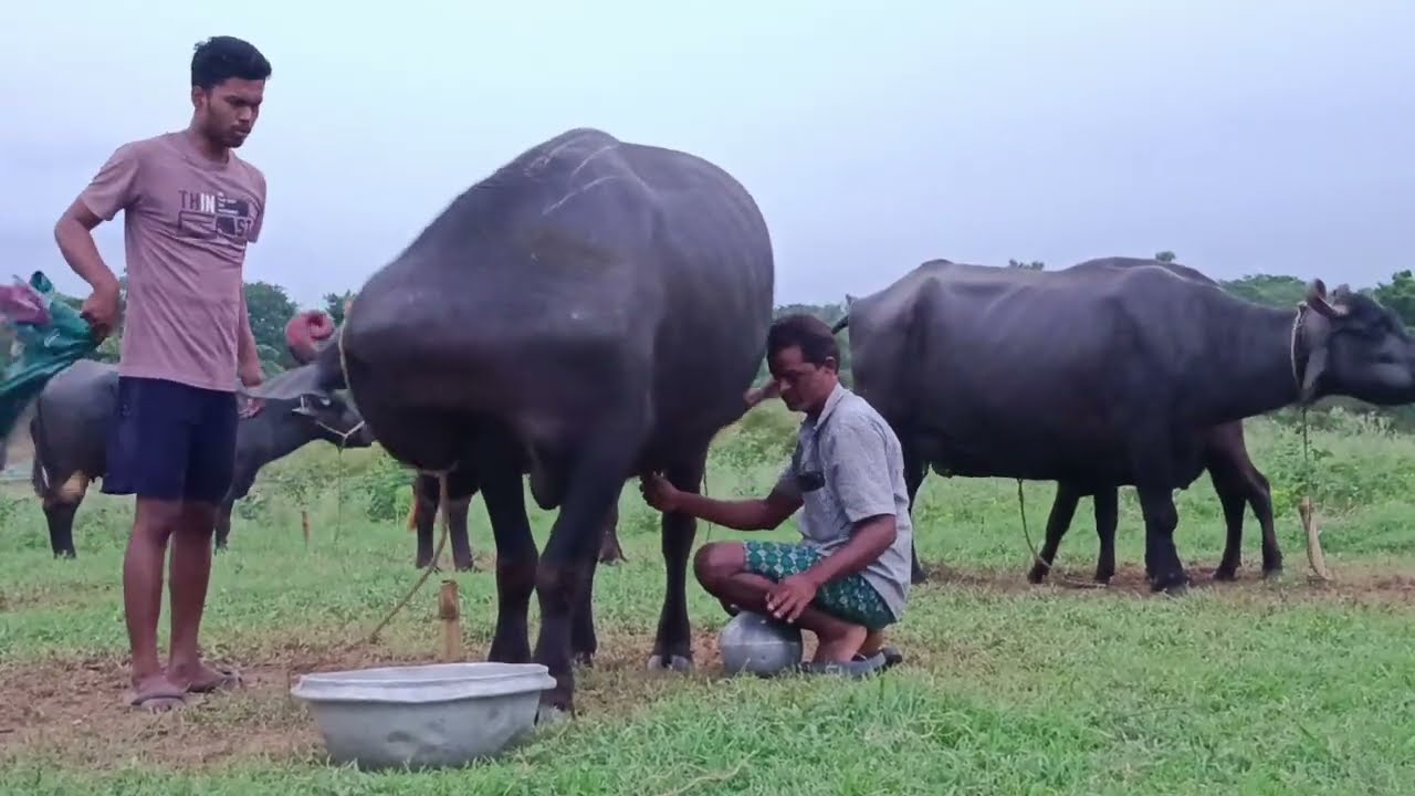 ଆମ ମଇଁଷି ଗୋଠ ଆଉ ମଇଁଷି  ପାଳନ