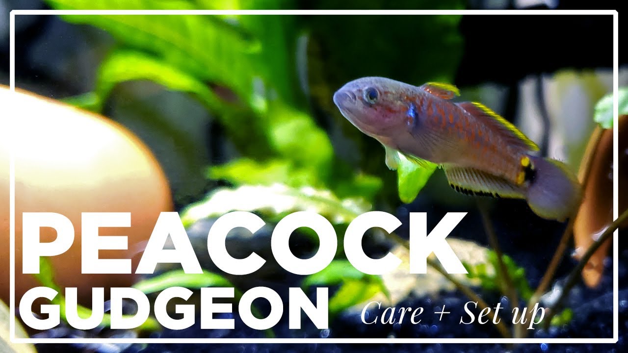 Project Peacock Gudgeon Guide
