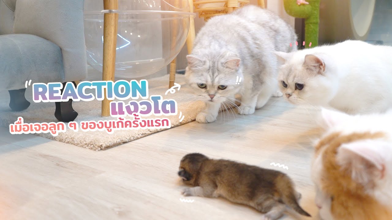 เมื่อพวกแมวโตได้ออกมาเจอลูกของบูเก้กันครั้งแรก