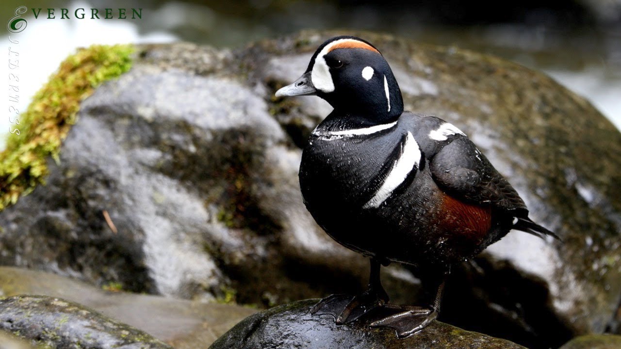 Harlequin Ducks | Sol Duc River