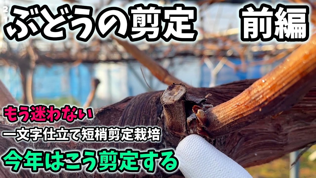 【ぶどう🍇】今年のぶどうの剪定。後編は延長枝の処理など【181回目】佐賀県吉野ヶ里町で果樹栽培日誌＃ぶどう栽培#シャインマスカット＃ブルーベリー栽培