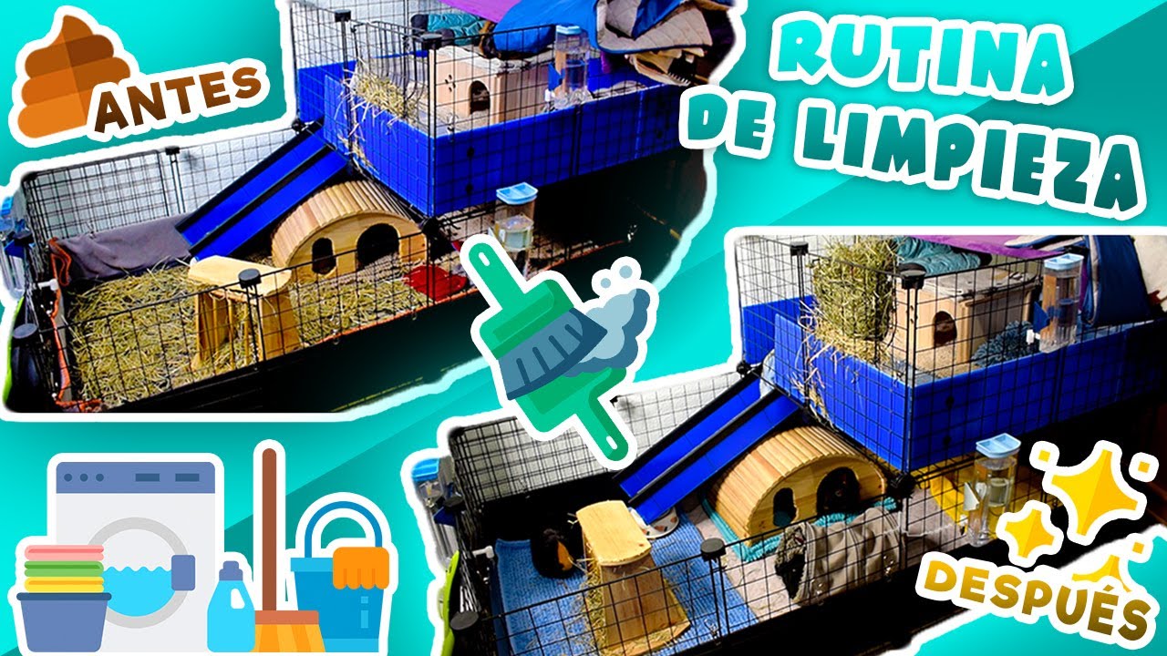 ✨ RUTINA DE LIMPIEZA DE RECINTO C&C DE 2 PISOS DE MIS COBAYAS / CUYOS / CUYS 🐹🏠 2020