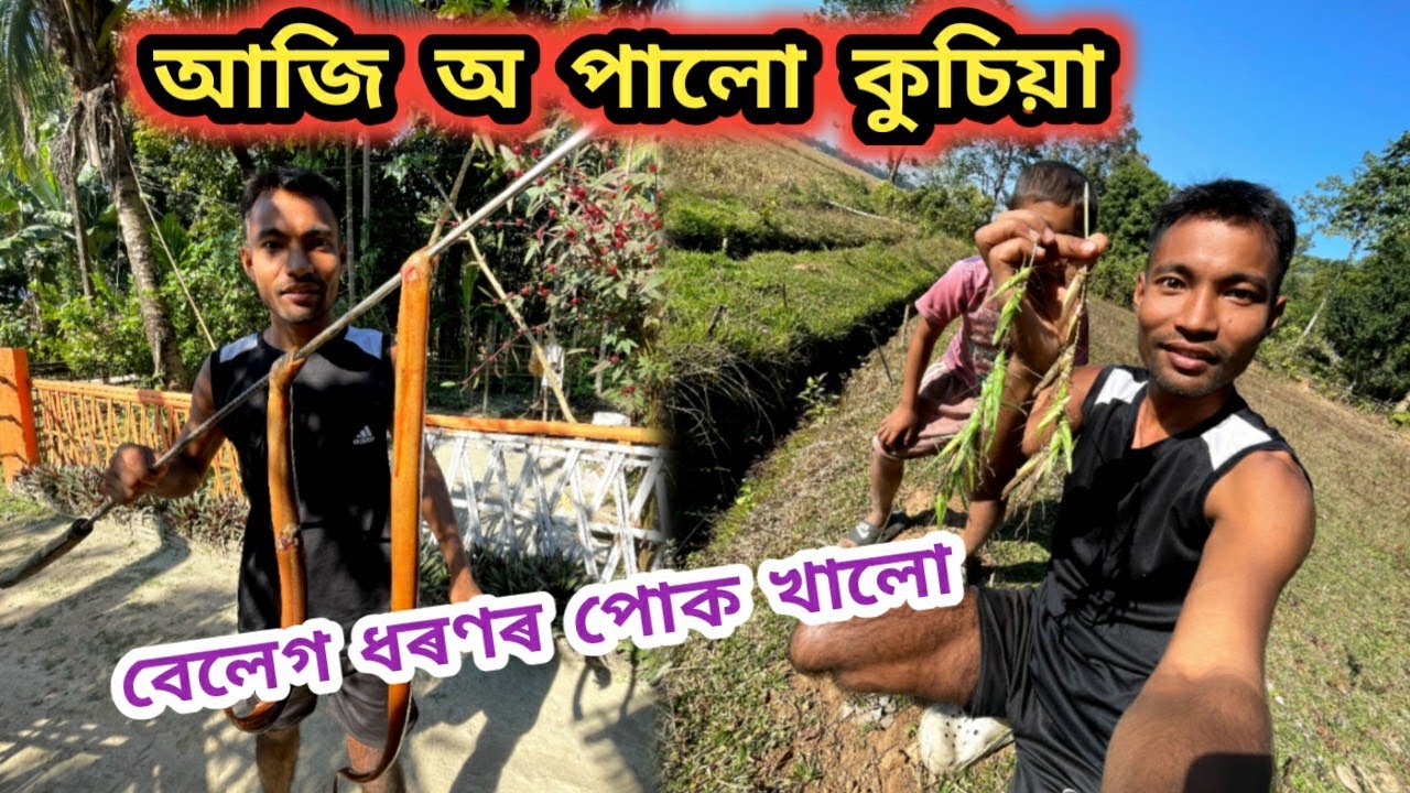 আজি অ পালো কুচিয়া 😍 বেলেগ ধৰণৰ পোক খালো!!