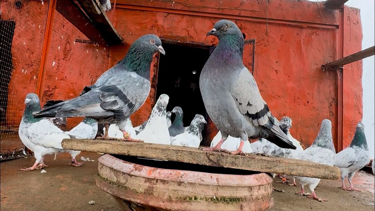 Mashallah my Pyaari #Pigeon #Kabotar #Daniyalmayo ￼