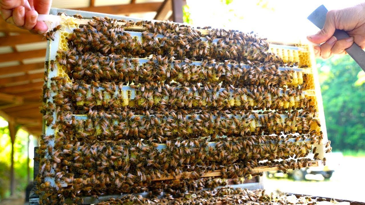 El Proceso de Producción de Jalea Real  en Cantidad | Jalea Real como Suplemento alimenticio