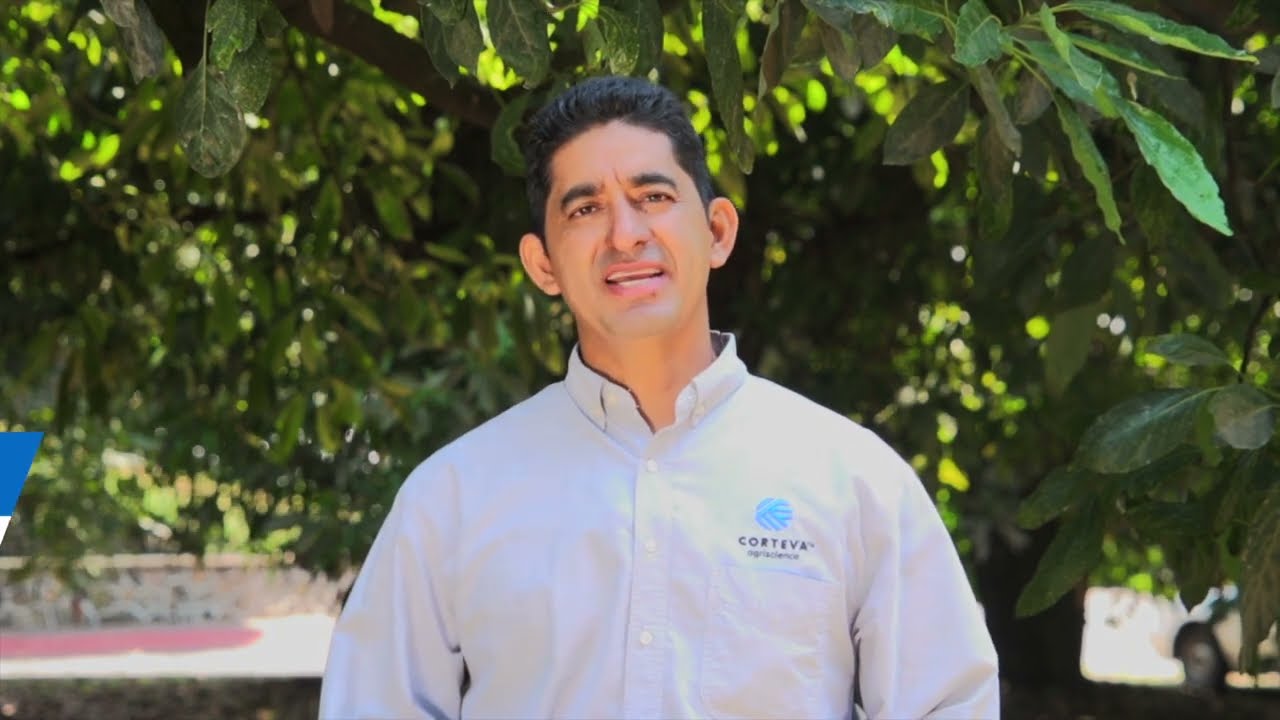Protege tus cultivos de aguacate con el insecticida Tracer Edge