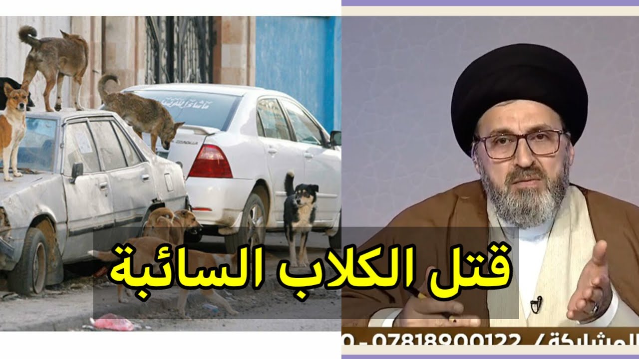 متصل هناك كلاب سائبة مؤذية هل يجوز قتلها وتخلص منها / سيد رشيد الحسيني