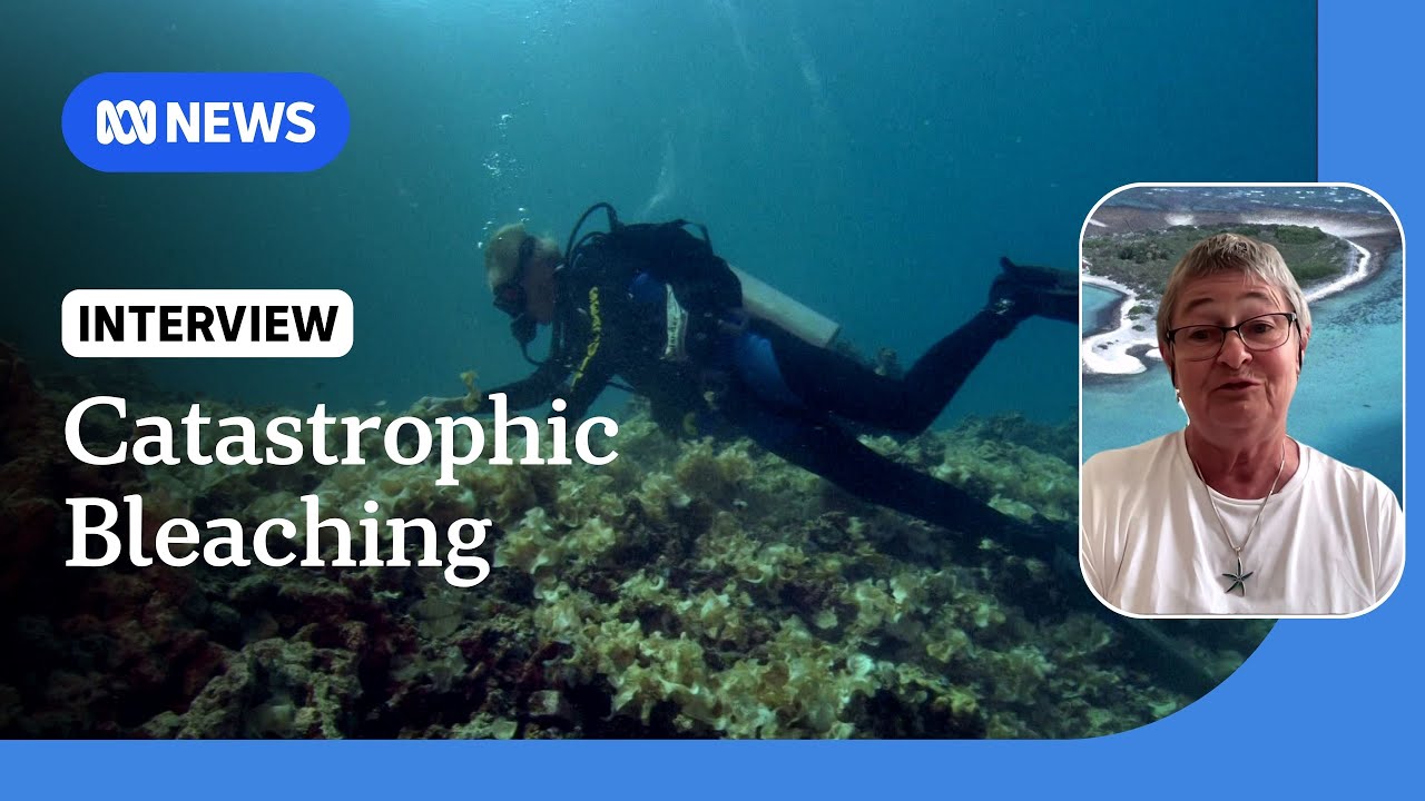 Scientists warn of catastrophic coral bleaching on Great Barrier Reef | ABC News