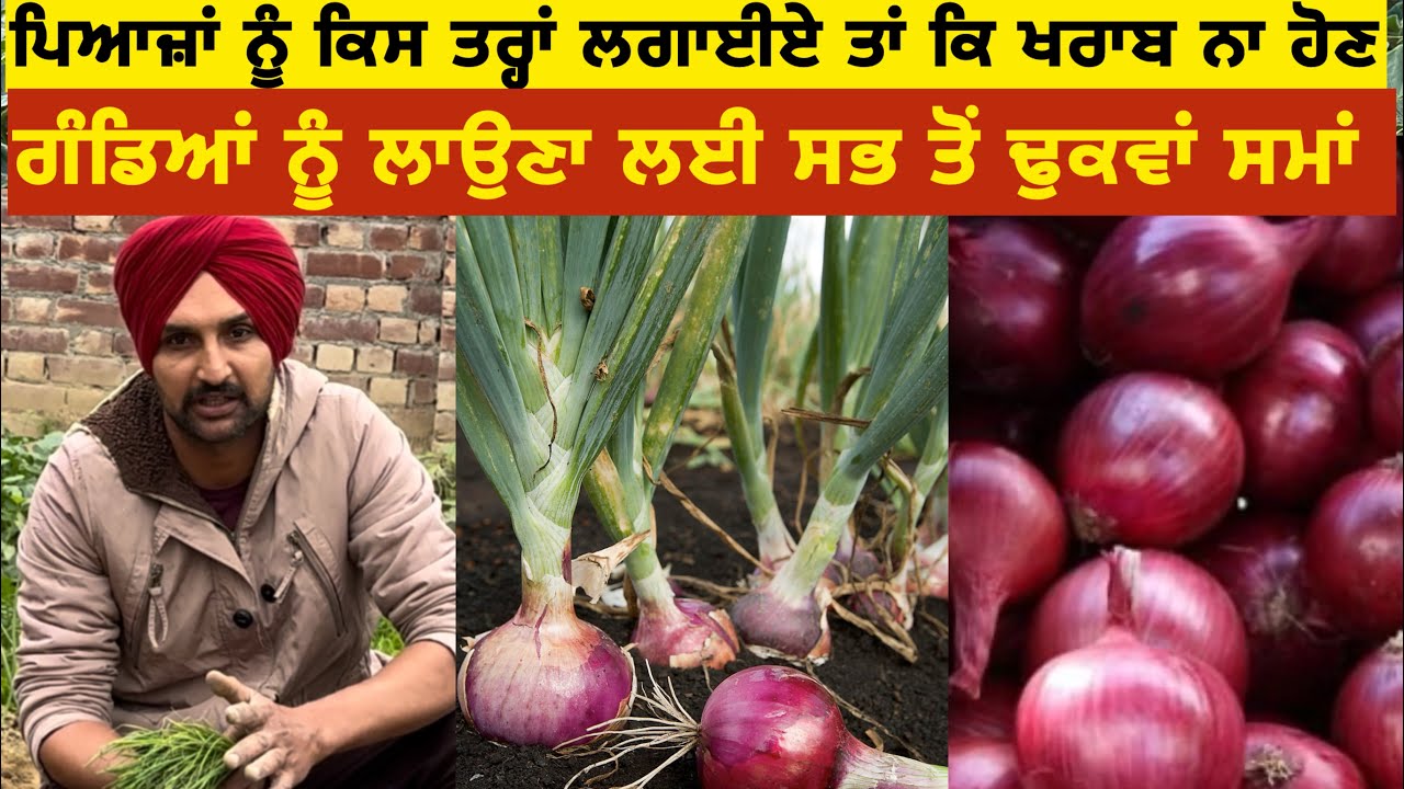 ਪਿਆਜ਼ਾਂ ਨੂੰ ਲਗਾਉਣ ਦਾ ਸਭ ਤੋਂ ਢੁਕਵਾਂ ਸਮਾਂ ਤੇ ਸਾਂਭ ਸੰਭਾਲ ਕਿਵੇਂ ਕਰੀਏ 