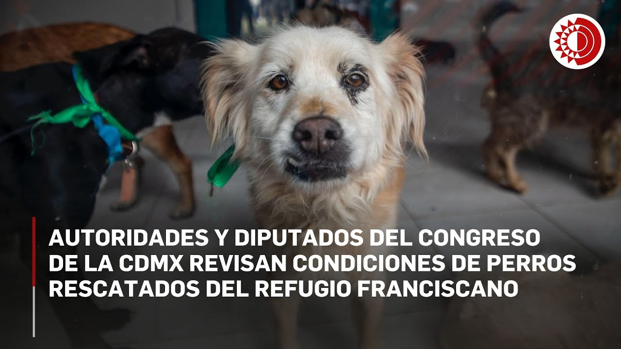 SSupervisan autoridades albergue de 183 perros rescatados del Refugio Franciscano